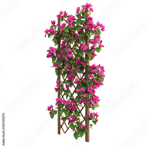 3D Rendered Bougainvillea Plant with Magenta Blossoms Isolated on Transparent Background