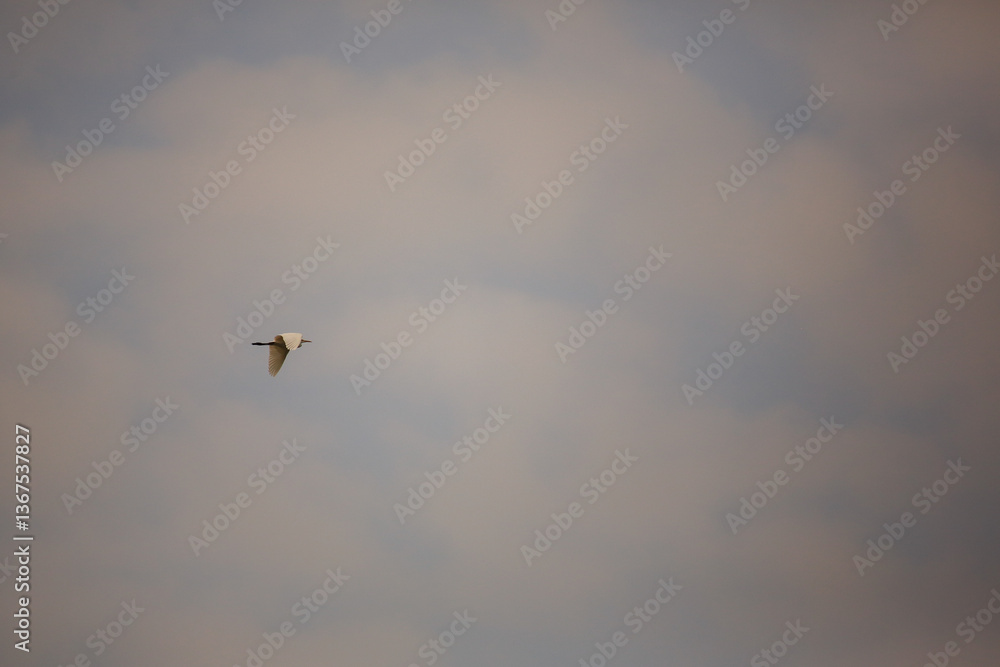 Obraz premium Bird is hunting over green rice field