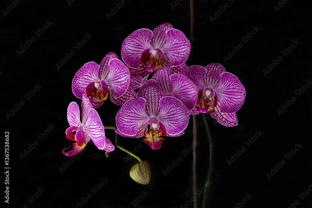 Naklejka premium The purple moon orchid flower called because when it flowers it is shaped like a moon. The purple color of the orchid looks beautiful and attracts the attention of people who see it