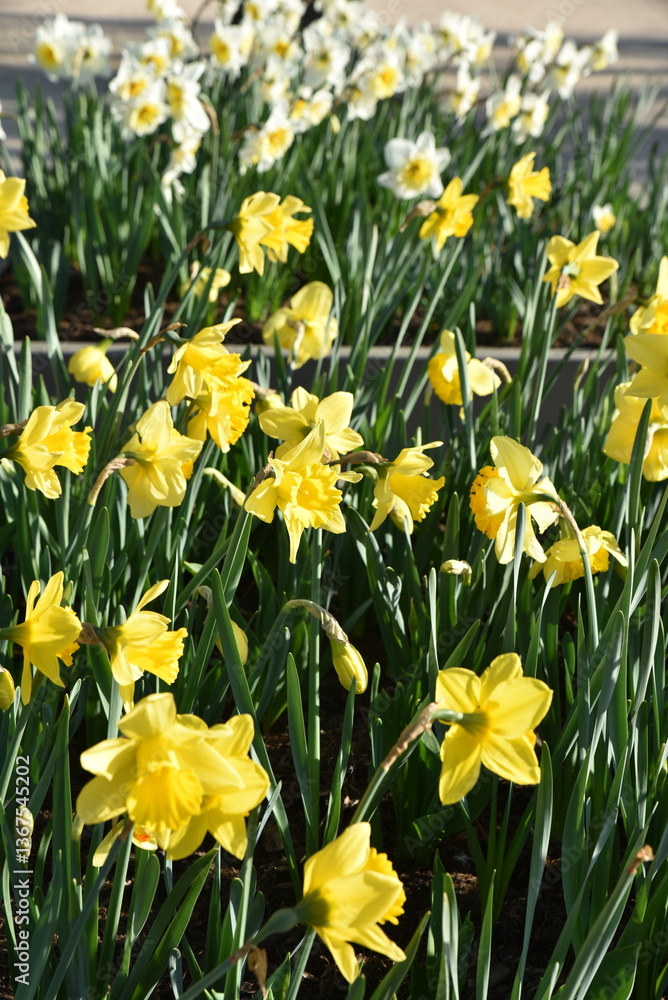 Obraz premium Narcissus pseudonarcissus au printemps au jardin