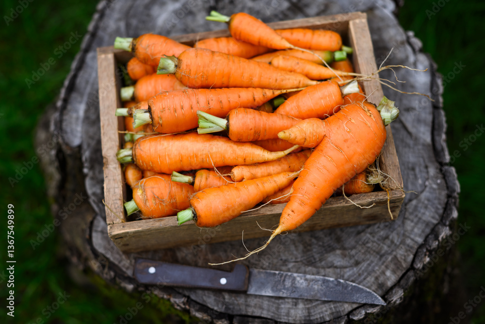 Vibrant orange carrots in a rustic wooden box on a tree stump, accompanied by a knife. Organic food styling Vibrant orange carrots in a rustic wooden box on a tree stump, accompanied by a knife. Organic food styling