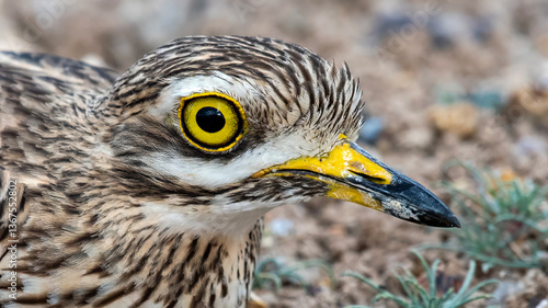 Eurasian Stone-curlew, close-up 