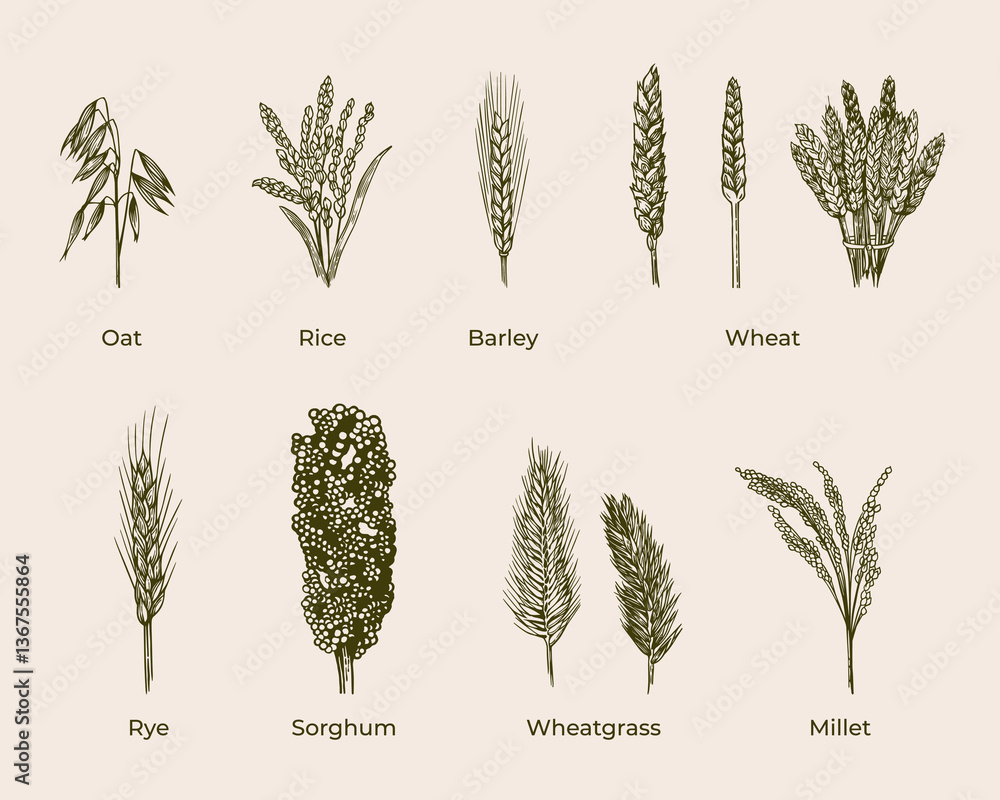 Fototapeta premium Cereal plants sketch vector collection. Hand drawn detailed art of oat, rice, barley, wheat, rye, sorghum, wheatgrass, millet.