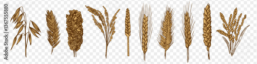 Cereal plants sketch vector collection. Hand drawn detailed art of oat, rice, barley, wheat, rye, sorghum, wheatgrass, millet.