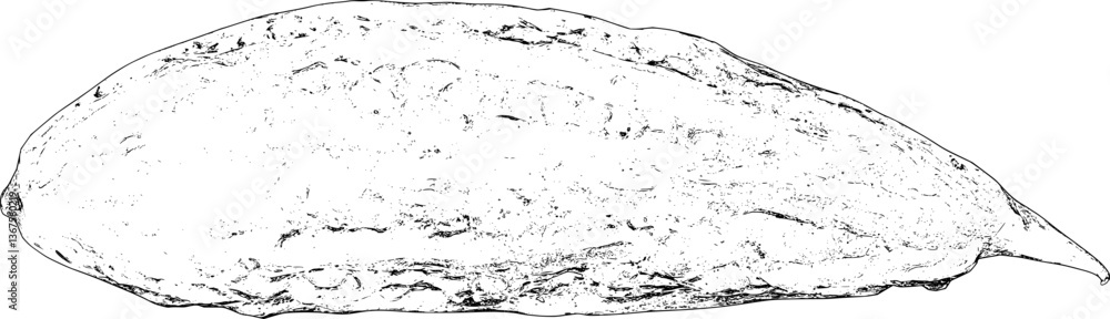 Fototapeta premium Bitter gourd line art
