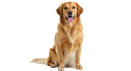 Isolated Golden Retriever Dog