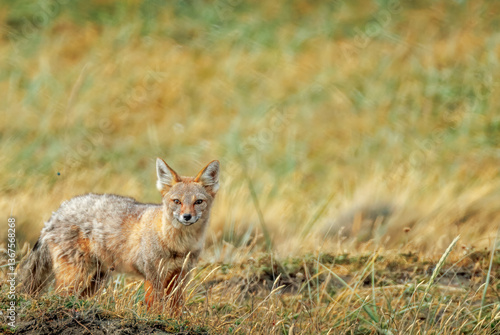 South American Gray Fox  in Fireland, Chile