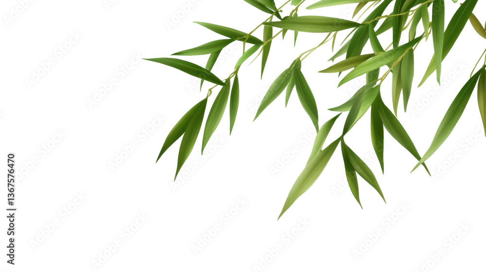 Obraz premium Elegant Bamboo Leaves: Capturing the essence of tranquility with delicate bamboo leaves gracefully arranged against a bright backdrop.