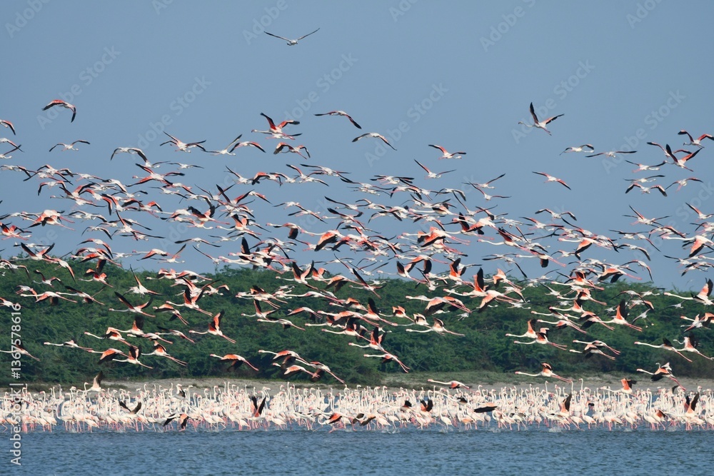 Obraz premium flock of flamingos
