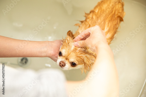 シャワーでトリミング中のチワワ