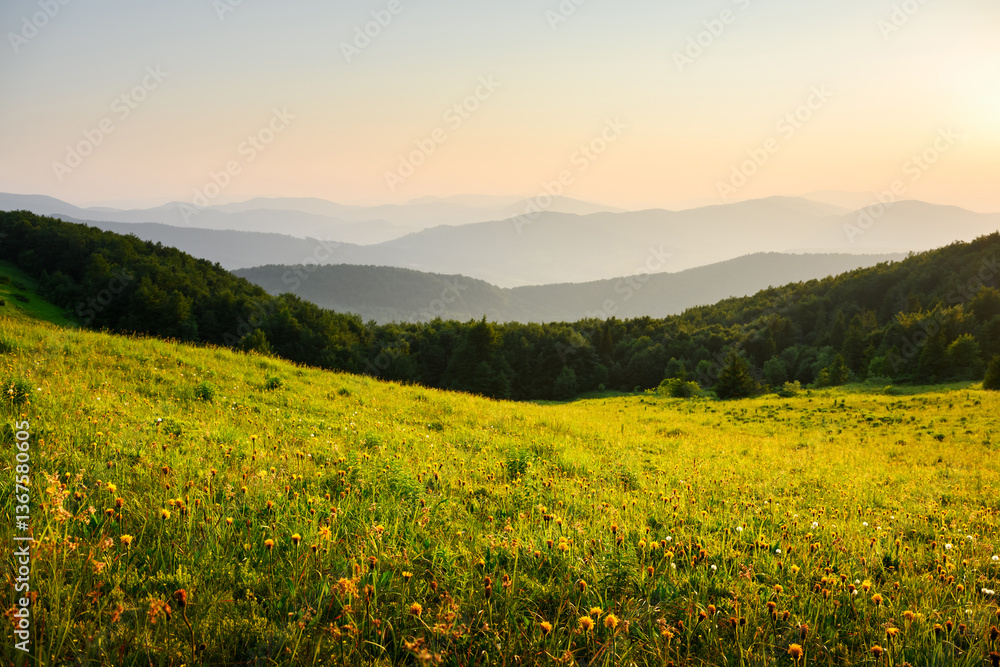 Obraz premium Picturesque summer mountains scenery with vibrant green pastures and delicate yellow flowers under stunning evening light. Landscape photography
