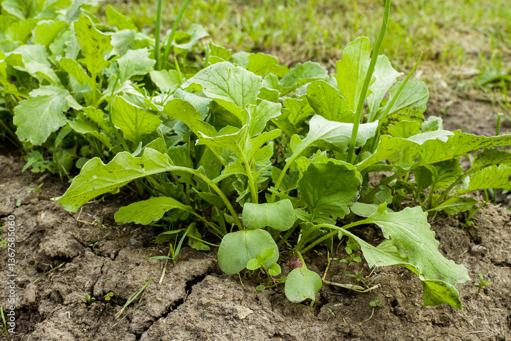 Spring planting of vegetables and seedlings on the farm. Radishes grown in the garden. Growing germinating seedlings. Healthy and eco-friendly crops and vegetables for our nutrition Spring planting of vegetables and seedlings on the farm. Radishes grown in the garden. Growing germinating seedlings. Healthy and eco-friendly crops and vegetables for our nutrition