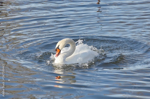 A female white swan washes her face after mating.