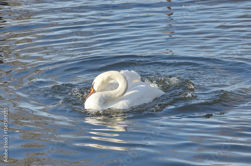 A female white swan washes her face after mating.