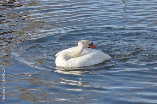 A female white swan washes her face after mating.