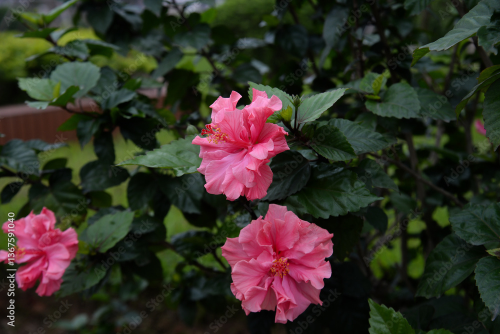 Hibiscus flower in close up with the leaf background. Hibiscus flower in close up with the leaf background.