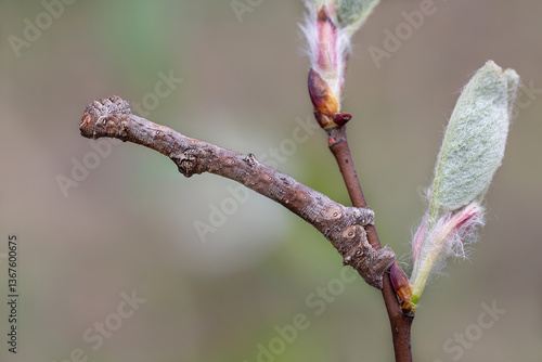 Moth caterpillar Hypomecis roboraria.