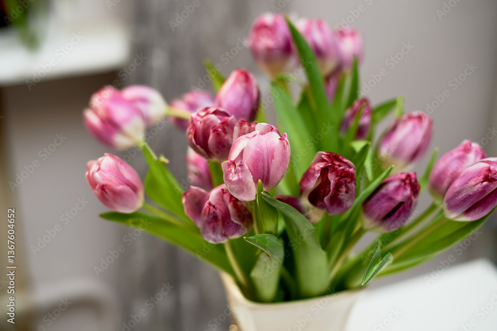 Obraz premium Withering of pink tulips. Cycles of nature. Floristics.