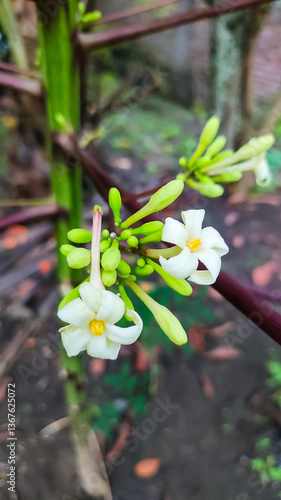 close up bunga pepaya (Carica papaya) yang mekar di taman yang memiliki banyak manfaat kesehatan