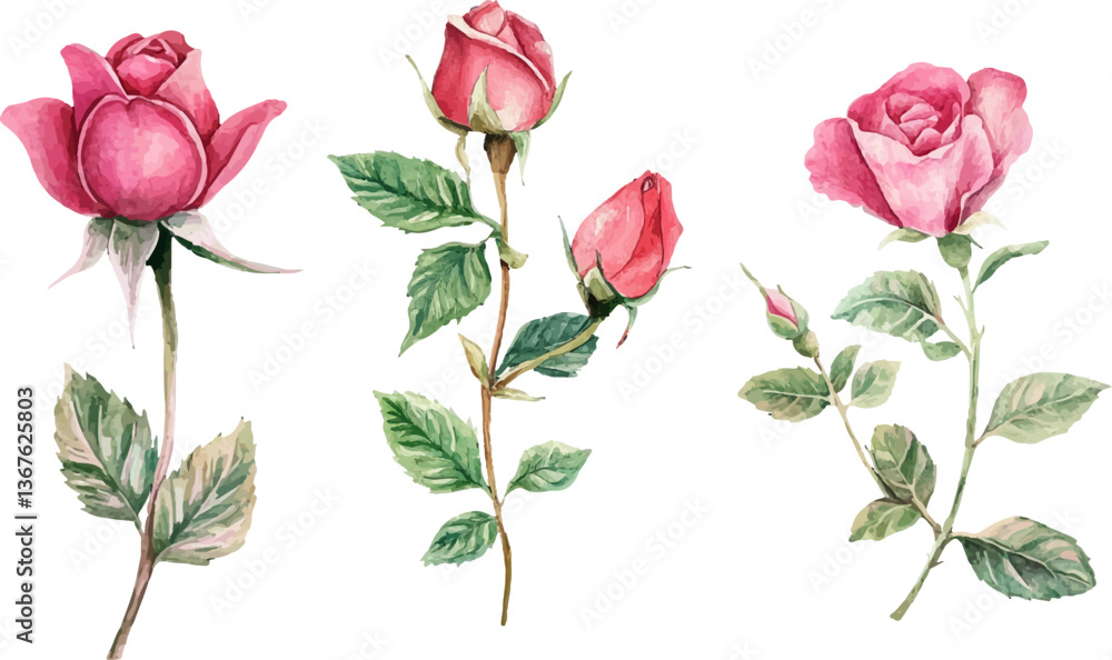 set of pink roses vector set of pink roses vector