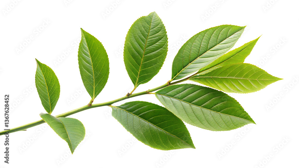 green leaves isolated on white green leaves isolated on white