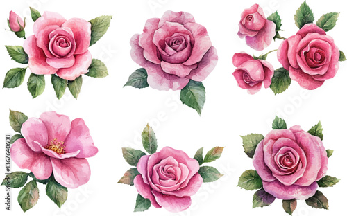 set of roses vector illustration