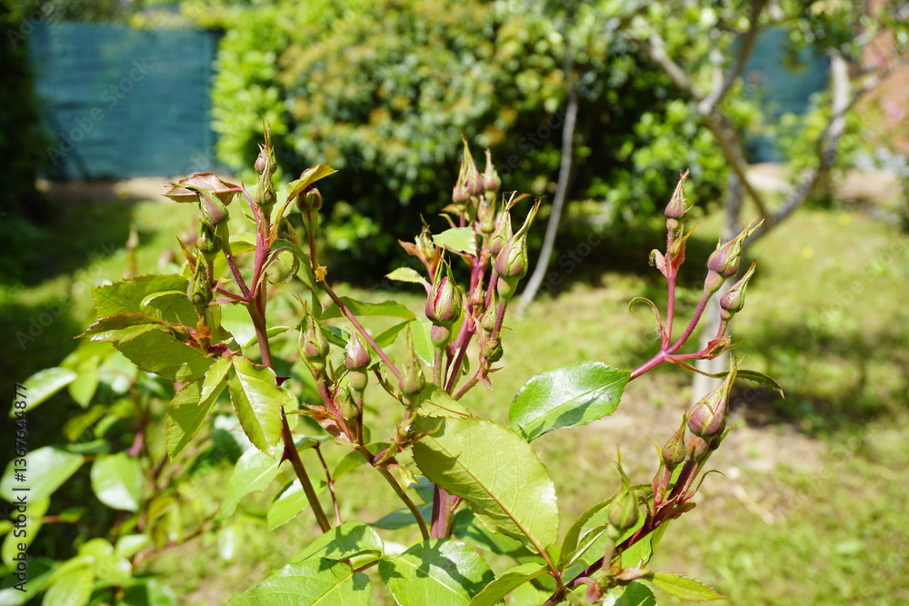 Young rose buds on a bush, ready to bloom, showcasing the early stages of floral development in a garden. Young rose buds on a bush, ready to bloom, showcasing the early stages of floral development in a garden.