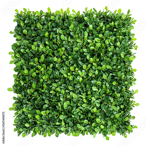 Artificial boxwood hedge panel, dense green foliage, square shape, isolated on pure white background, instant greenery product photo.