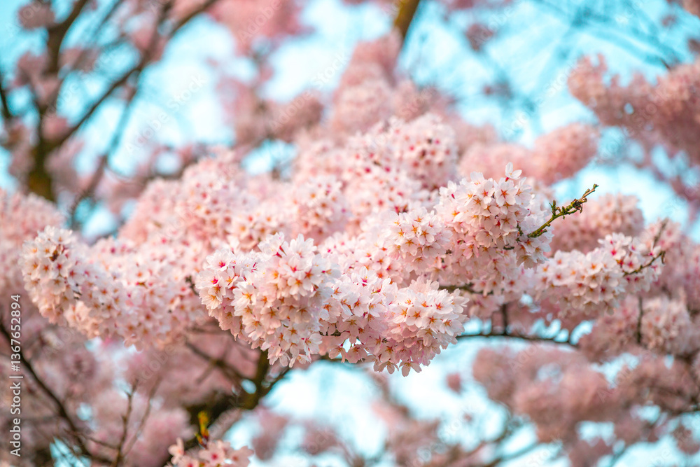 Cherry blossom cluster