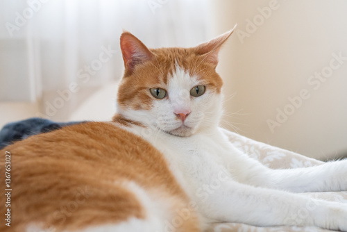 Wallpaper Mural お気に入りの場所でくつろぐ可愛い猫　茶トラ白	 Torontodigital.ca