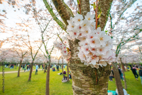 Cherry blossom festival in full bloom