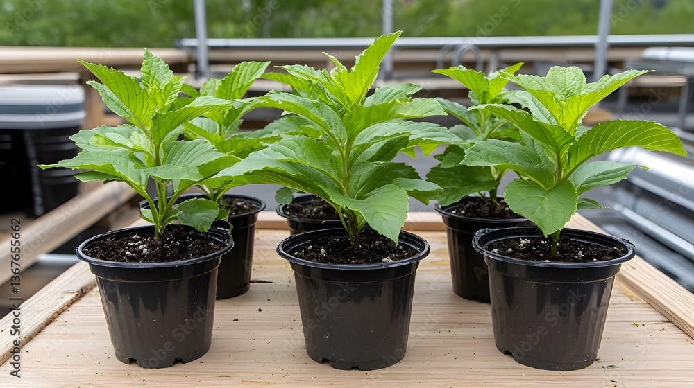 Cutting edge nanobot assisted plant systems utilizing advanced technology to enhance photosynthesis rates and oxygen yield showcasing the potential of sustainable self regulating Cutting edge nanobot assisted plant systems utilizing advanced technology to enhance photosynthesis rates and oxygen yield showcasing the potential of sustainable self regulating