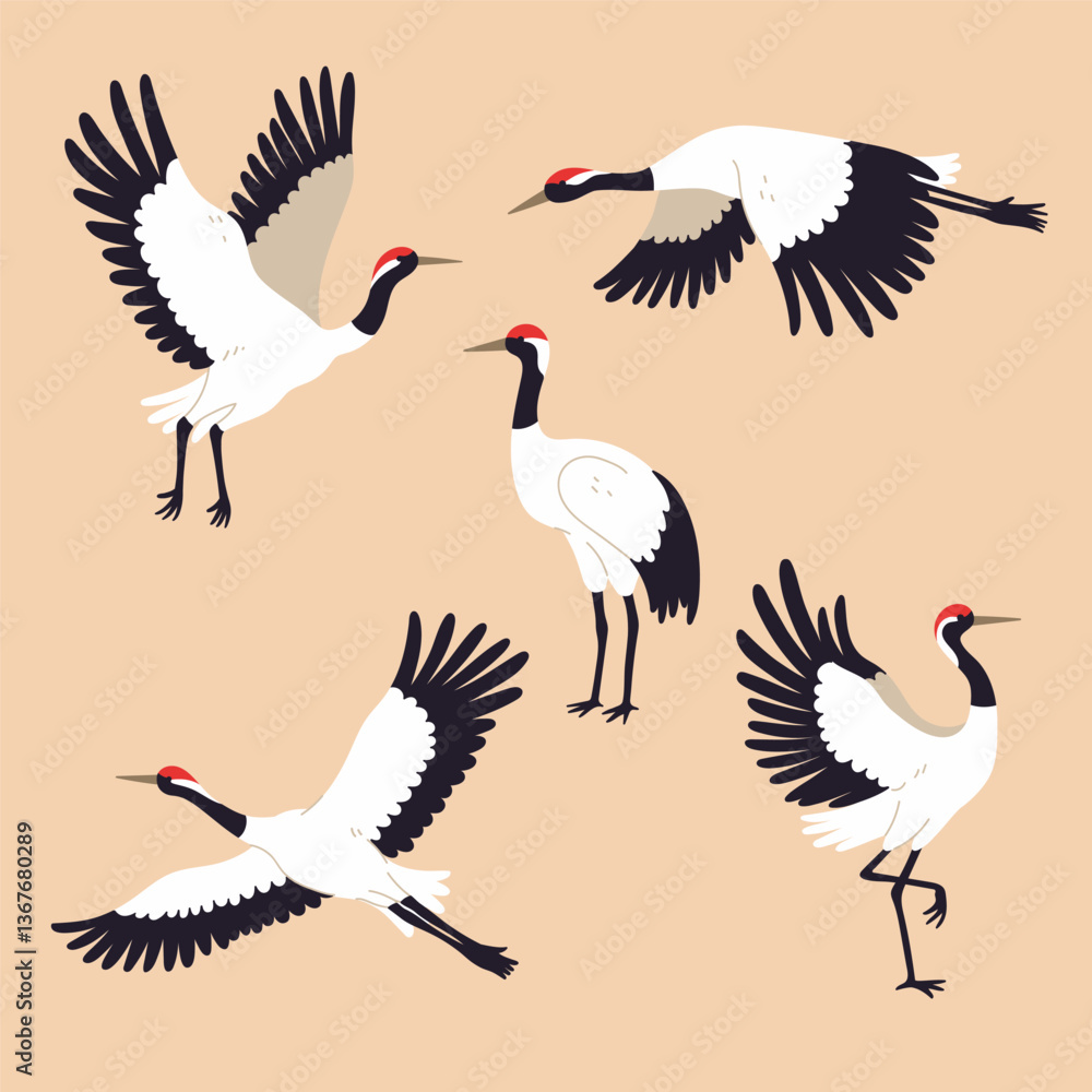Fototapeta premium Set of flying, standing and dancing red-crowned cranes. Vector graphics.