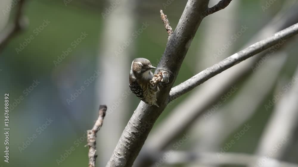 japanese pigmy woodpecker japanese pigmy woodpecker