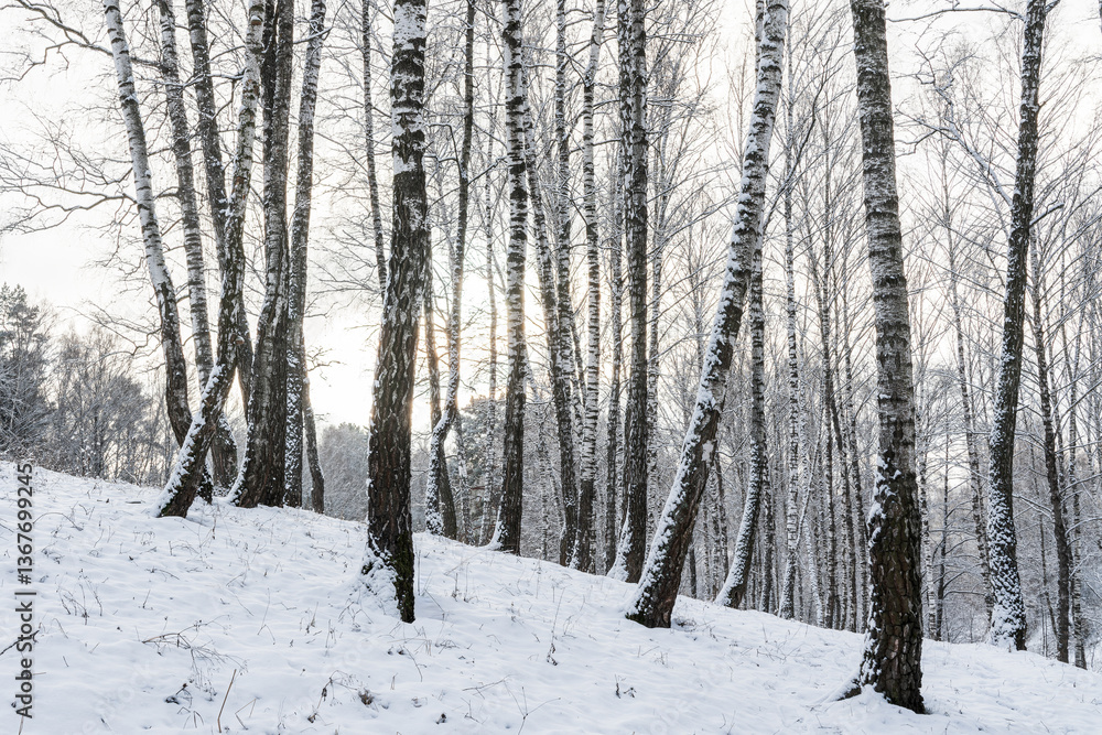 Fototapeta premium Birch grove after a snowfall on a winter cloudy day. Birch branches covered with snow.