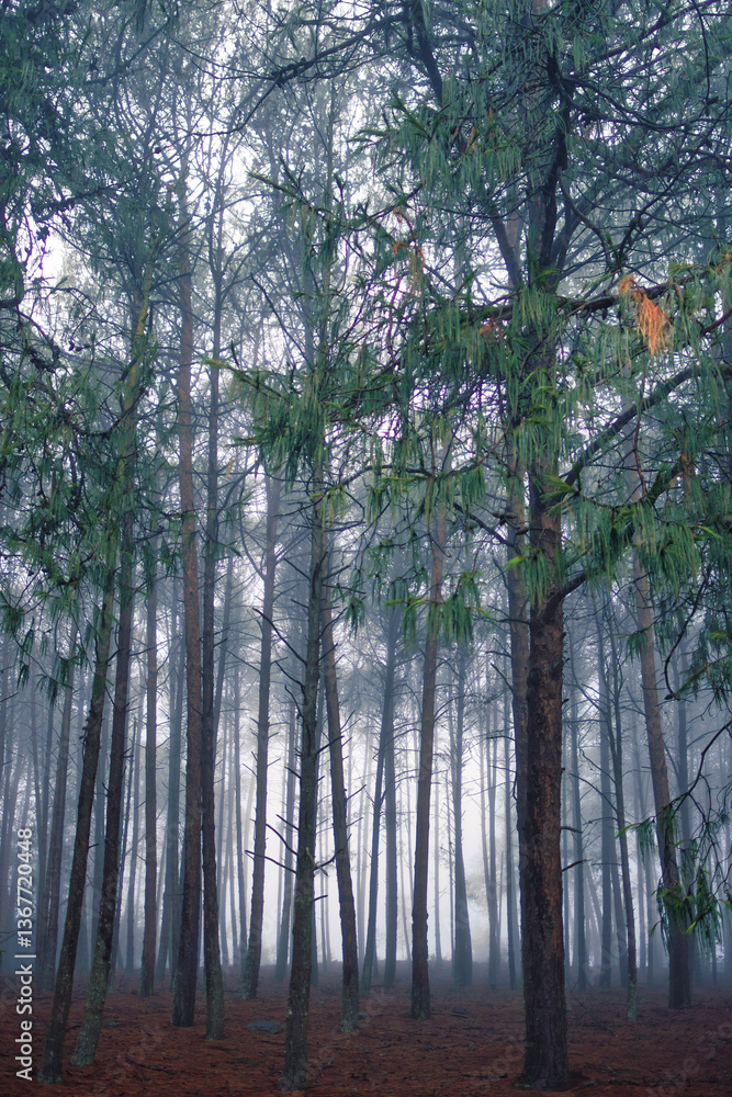Fototapeta premium morning in the forest