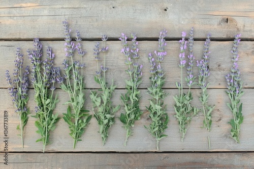 Obraz na płótnie delicate lavender sprigs arranged on weathered wood planks soft natural lighting rustic farmhouse style composition w salonie