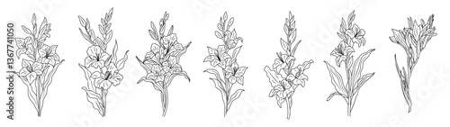 Set of Gladiolus flower line art drawings. August birth month flower. Hand drawn black ink outline vector illustrations on white background. Perfect for tattoo, jewelry, wall art design.