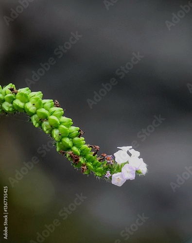 green fern leaf