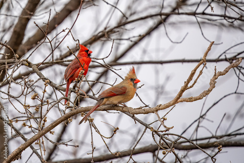 Male and Female Cardinals on Tree branches