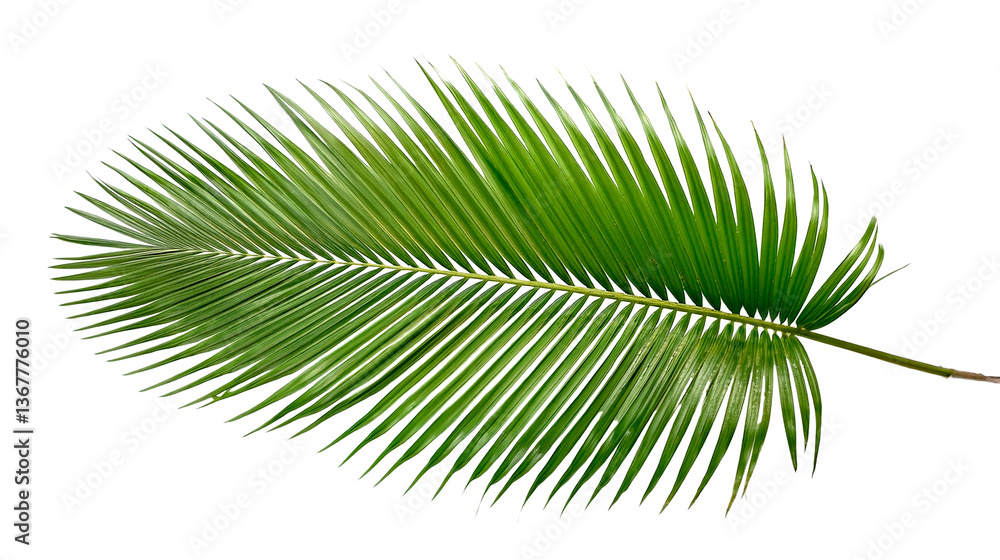 Fototapeta premium Minimalistic green palm leaf isolated on transparent background.