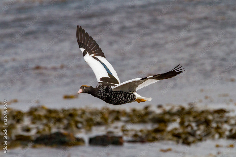 Adult female kelp goose (Chloephaga hybrida) in the Falkland Islands Adult female kelp goose (Chloephaga hybrida) in the Falkland Islands