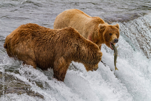 Wallpaper Mural Adult brown bears (Ursus arctos) foraging for salmon at the Brooks River, Katmai National Park, Alaska Torontodigital.ca