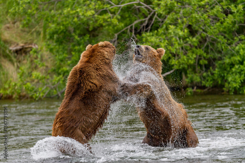 Wallpaper Mural Adult brown bears (Ursus arctos) disputing fishing rights for salmon at the Brooks River, Katmai National Park, Alaska Torontodigital.ca