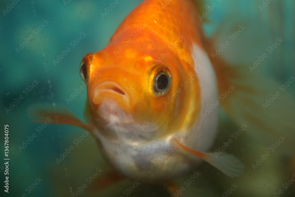 Inside the aquarium, a fancy goldfish swims peacefully, its vibrant hues glowing beautifully in the water, captured with a perfect selective focus technique.
Inside the aquarium, a fancy goldfish swims peacefully, its vibrant hues glowing beautifully in the water, captured with a perfect selective focus technique.