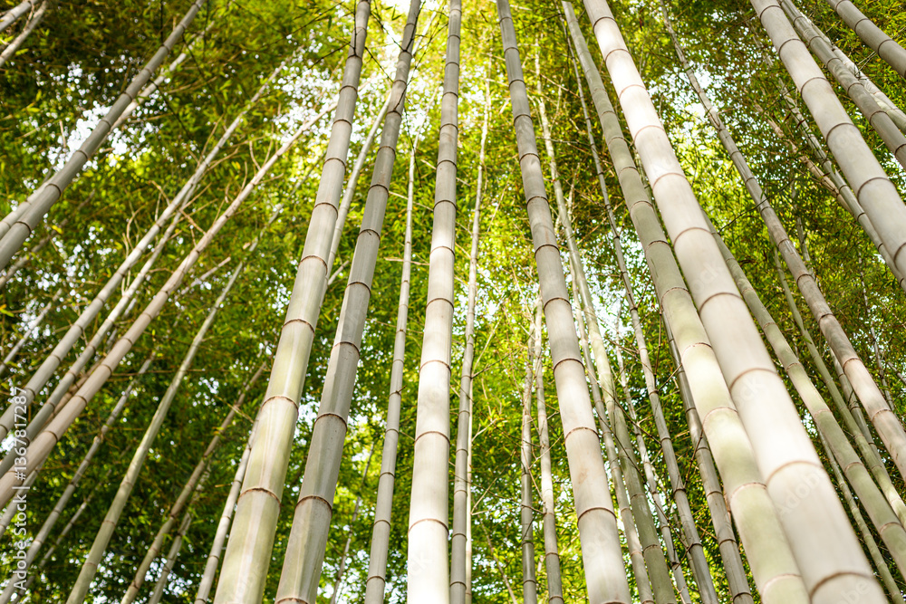 Towering bamboo trees forming a natural canopy in the Arashiyama Bamboo Forest, Kyoto, Honshu Towering bamboo trees forming a natural canopy in the Arashiyama Bamboo Forest, Kyoto, Honshu