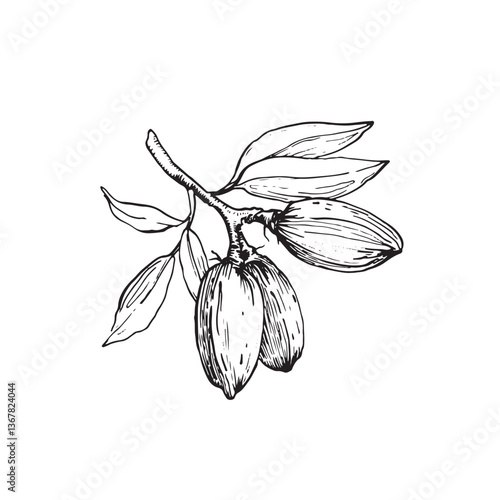 Almond branch vector illustrations hand drawn with ink. Leaves and fruits of the walnut tree isolated on white background. Set of elements for label design