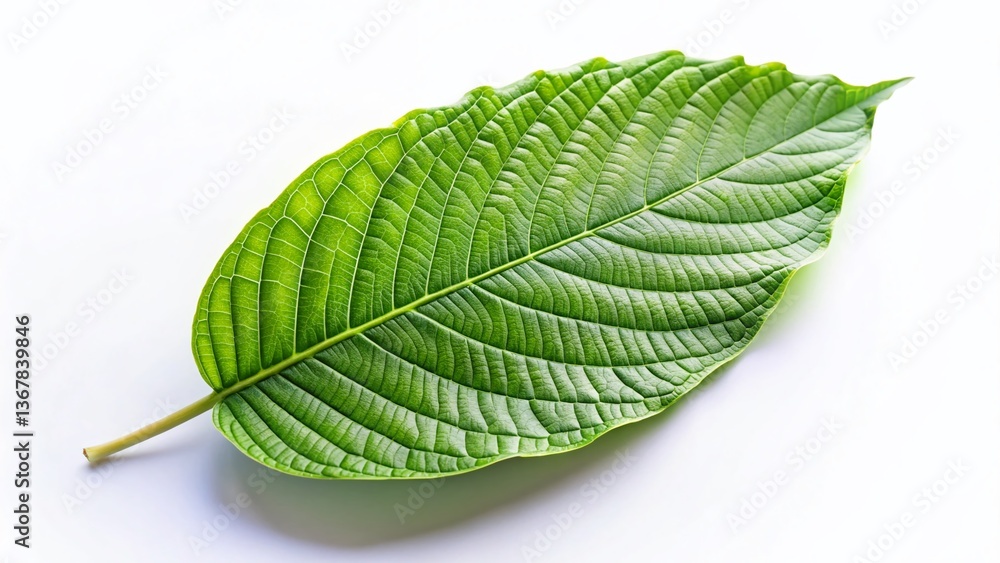 Obraz premium Minimalist Kratom Leaves: Green Botanical Background Stock Photo