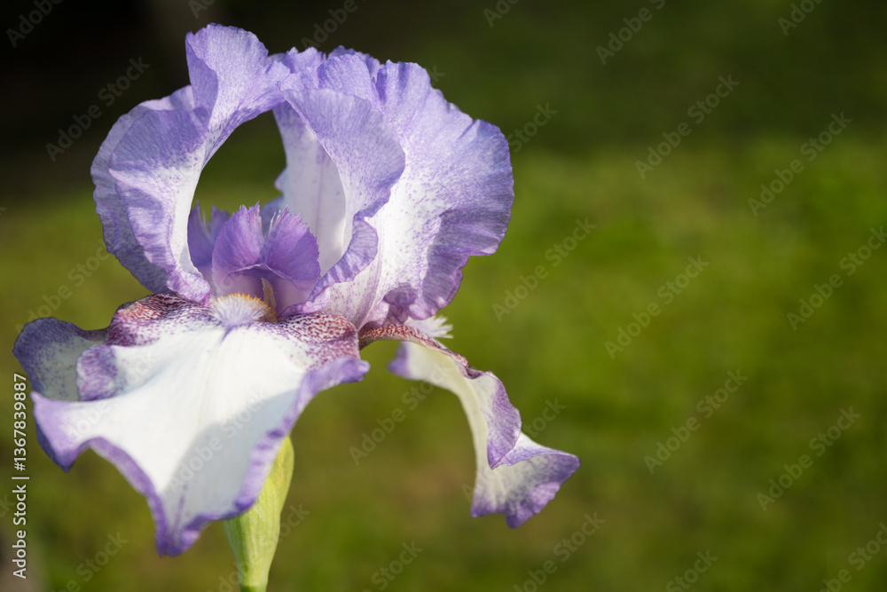 Purple Iris flower in summer garden on flowerbed. Close up. Outdoors.