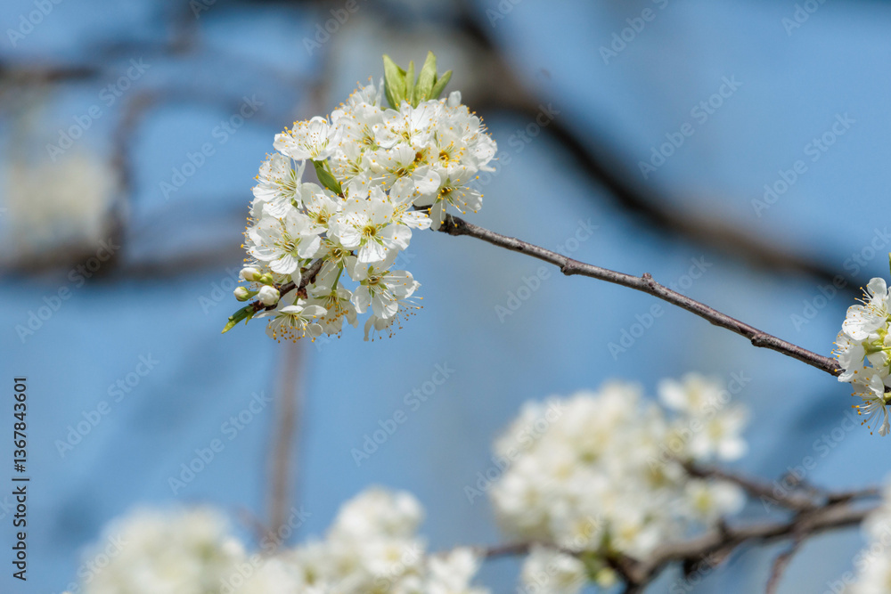 Fototapeta premium 白く可愛いスモモの花